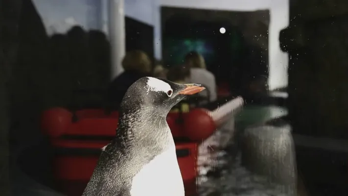 Penguin Boat Ride