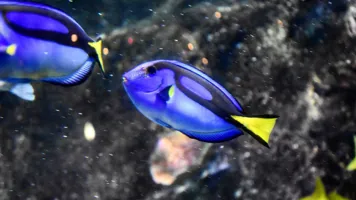 Dory the Blue Tang loves Sydney in Winter