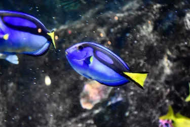 Dory the Blue Tang loves Sydney in Winter