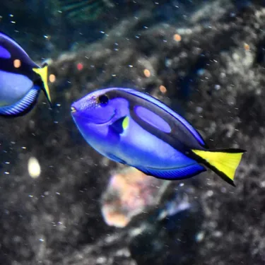 Dory the Blue Tang loves Sydney in Winter