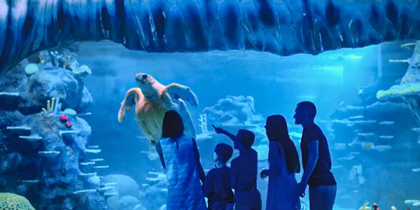 A family watching the sea turtle in awe