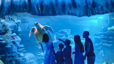A family watching the sea turtle in awe