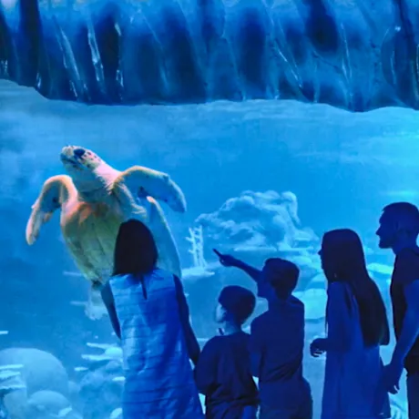 A family watching the sea turtle in awe