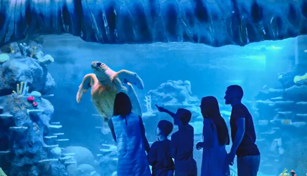 A family watching the sea turtle in awe