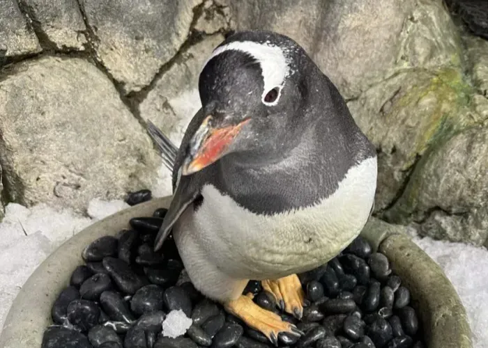King And Gentoo Penguins Of SEA LIFE Sydney Aquarium Gibson