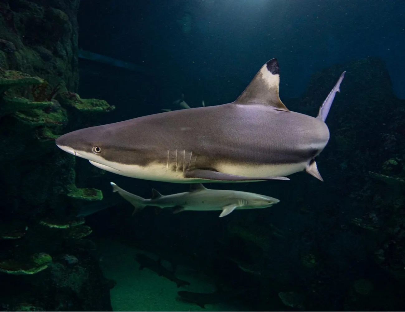 Blacktip Reef Shark at SEA LIFE Sydney