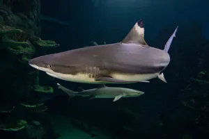 Blacktip Reef Shark at SEA LIFE Sydney