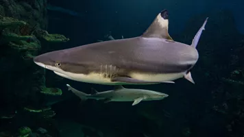 Blacktip Reef Shark at SEA LIFE Sydney