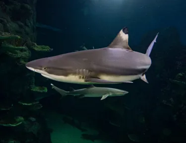 Blacktip Reef Shark at SEA LIFE Sydney