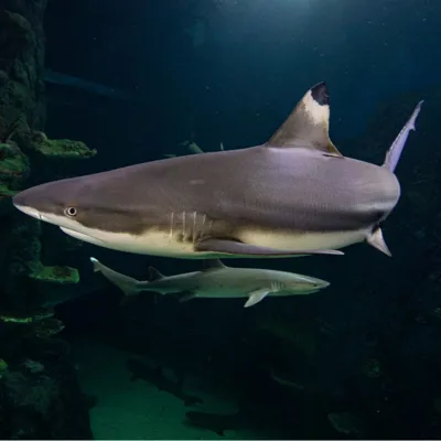 Blacktip Reef Shark at SEA LIFE Sydney