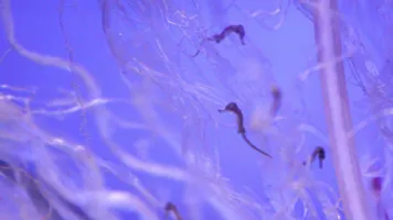 Baby Seahorses