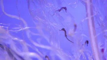 Baby Seahorses