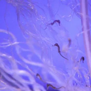 Baby Seahorses