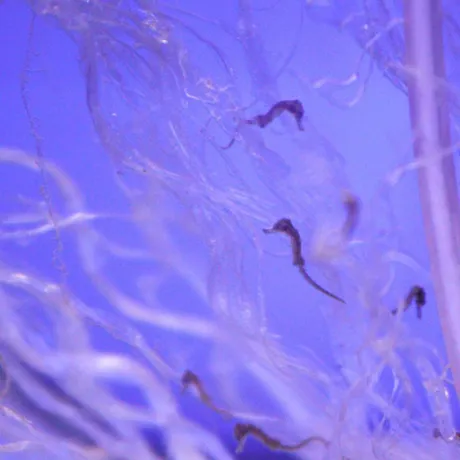 Baby Seahorses