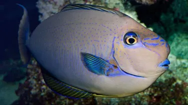 Unicornfish
