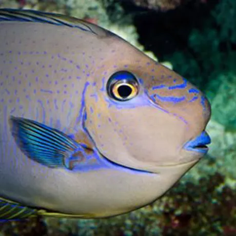 Unicornfish