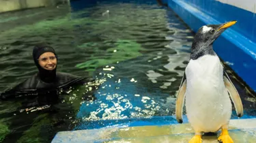 Goose With Penguin Supervisor, Renee Howell SEA LIFE Sydney Aquarium