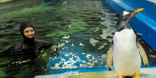 Goose With Penguin Supervisor, Renee Howell SEA LIFE Sydney Aquarium