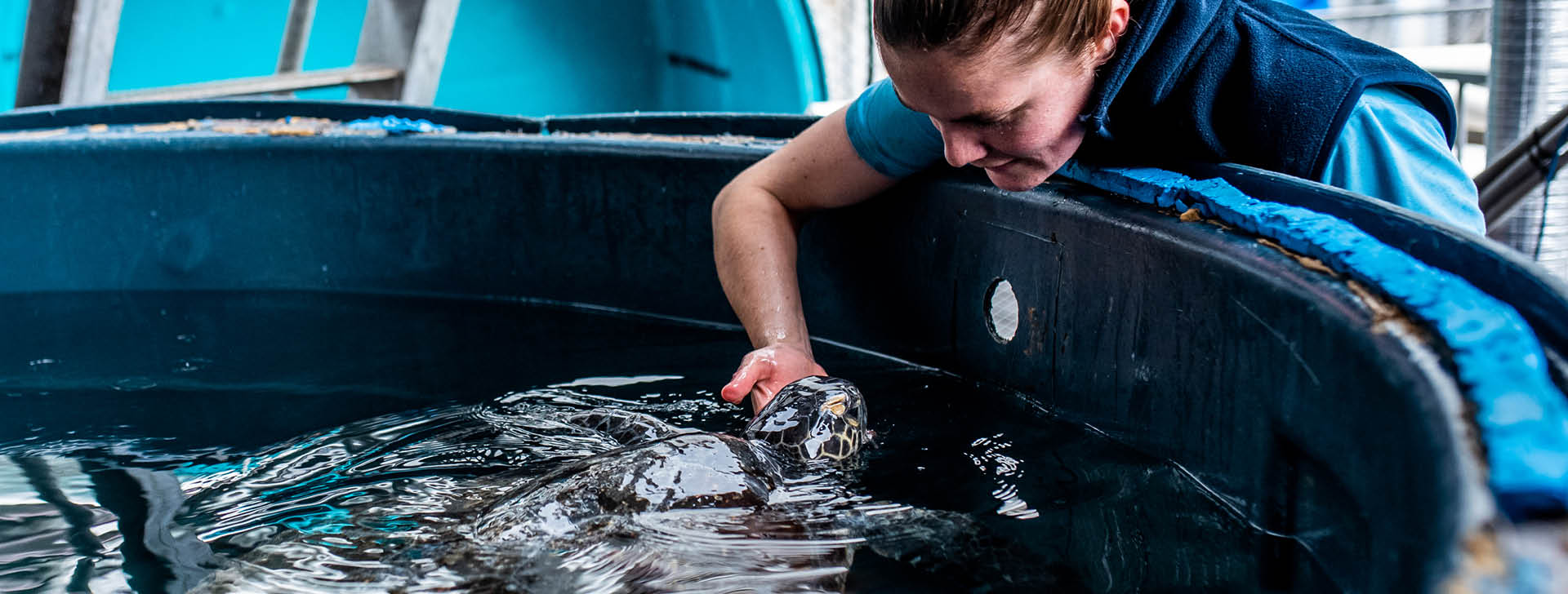SEA LIFE Sydney staff member feeding turtle