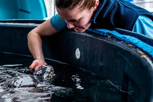 SEA LIFE Sydney staff member feeding turtle