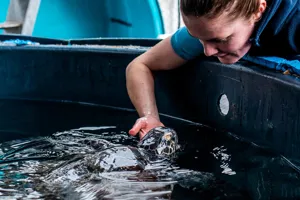 SEA LIFE Sydney staff member feeding turtle