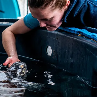 SEA LIFE Sydney staff member feeding turtle