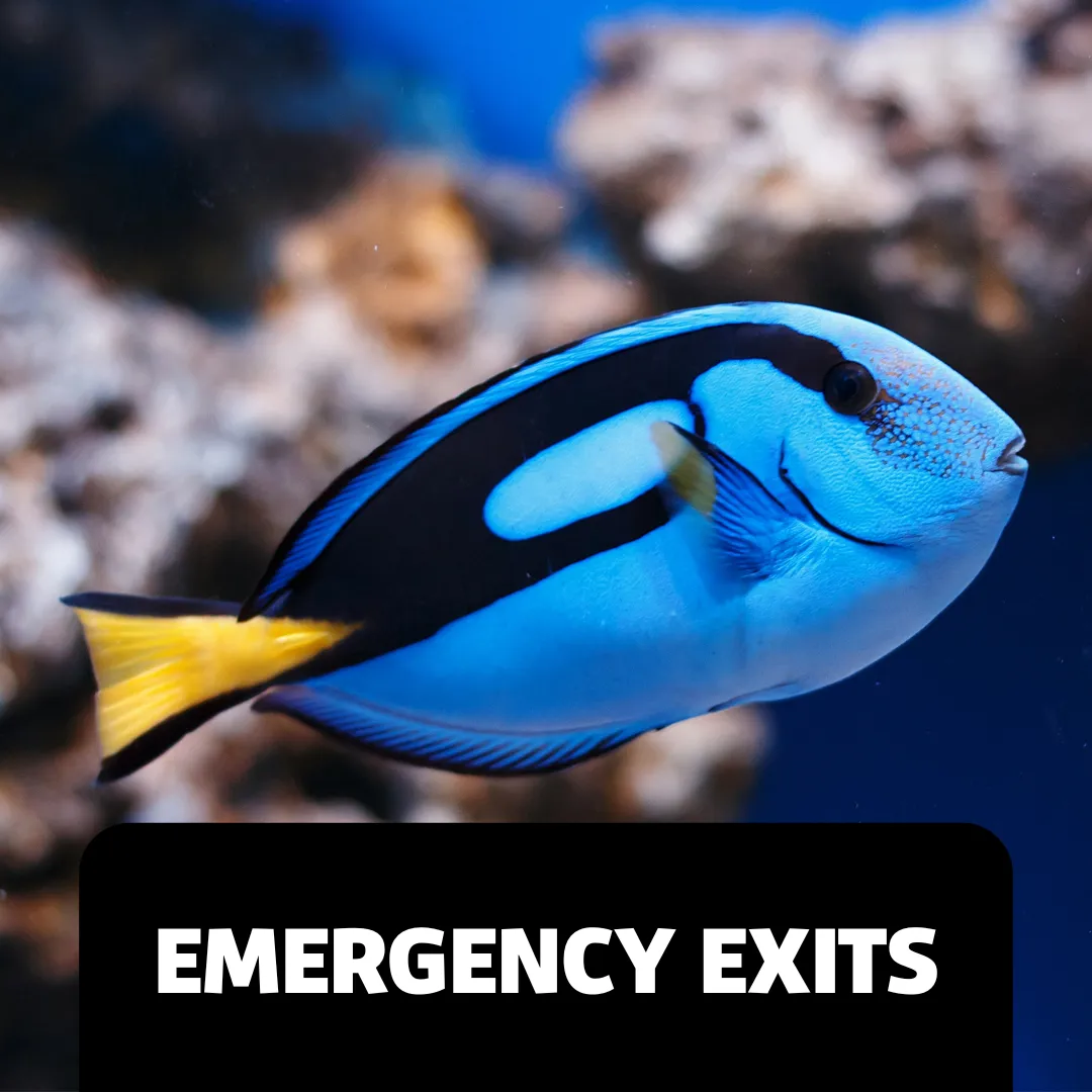 Accessibility Webpage Images Exits