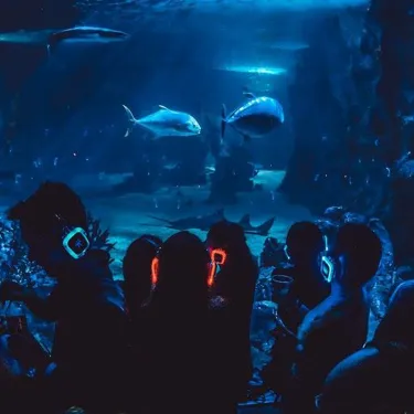 Disco Reef 3