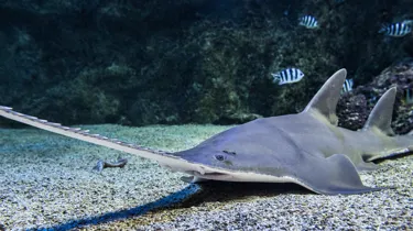 Watch Sawfish at Sea Life Sydney Aquarium