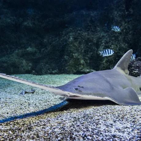 Watch Sawfish at Sea Life Sydney Aquarium