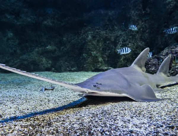 Watch Sawfish at Sea Life Sydney Aquarium