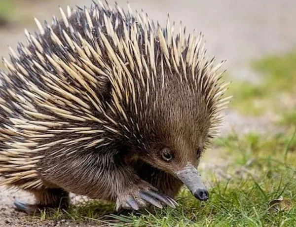 Aussie Animal Passport Animal Echidna
