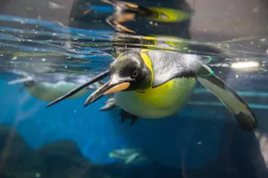 See King and Gentoo Penguins swimming on our penguin expedition boat ride