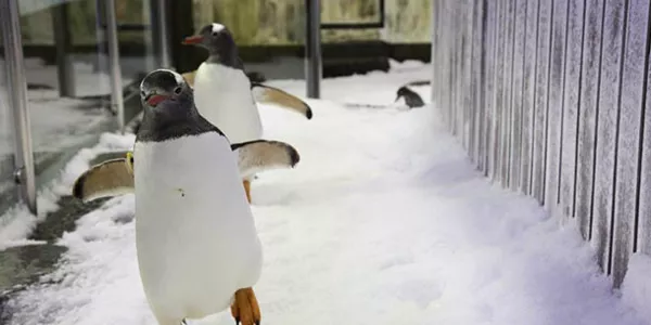 penguin waddling on ice