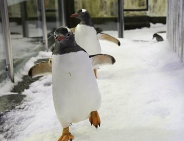 penguin waddling on ice