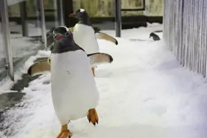 penguin waddling on ice