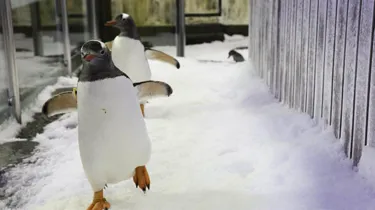 penguin waddling on ice