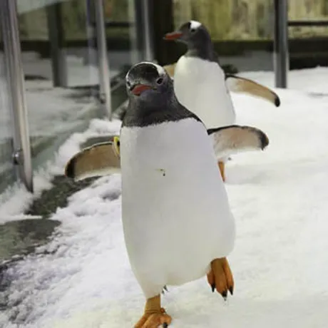 penguin waddling on ice