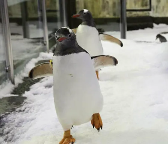 penguin waddling on ice