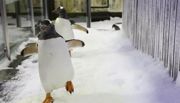 penguin waddling on ice