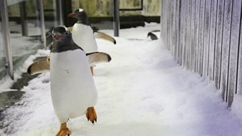 Family activities - Watch Penguins at SEA LIFE Sydney Aquarium