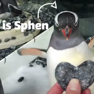Sphengic Lovewins Video