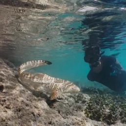 Project Diver Observes Zebra Shark Audrey' in Wayag Lagoon Post Release | Photo Credit: Indo Pacific Films