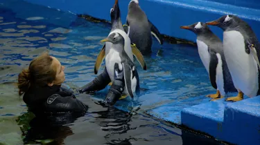 Sealifesydneyaquariumpenguinchickswimminglessons CHARLIE 200122