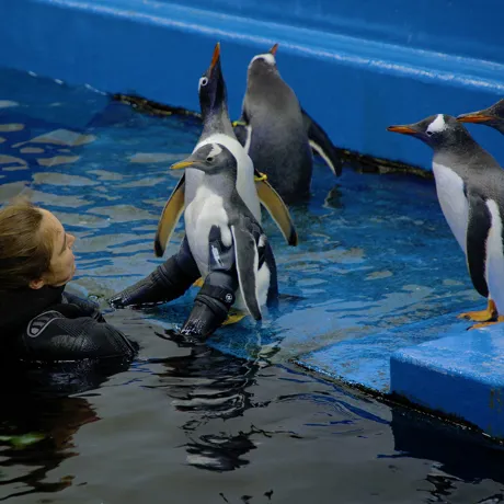 Sealifesydneyaquariumpenguinchickswimminglessons CHARLIE 200122