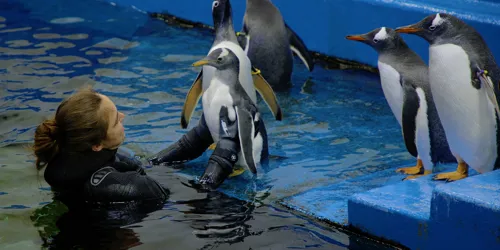 Sealifesydneyaquariumpenguinchickswimminglessons CHARLIE 200122