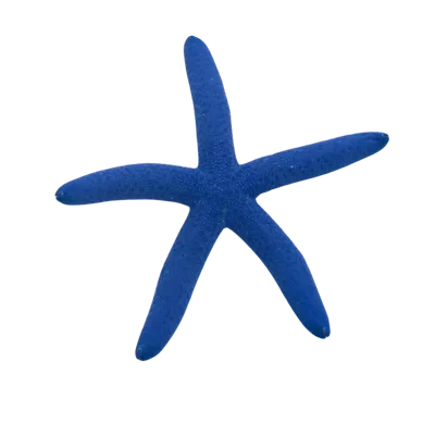 Rockpool Ranger Creatures Blue Linckia Sea Star
