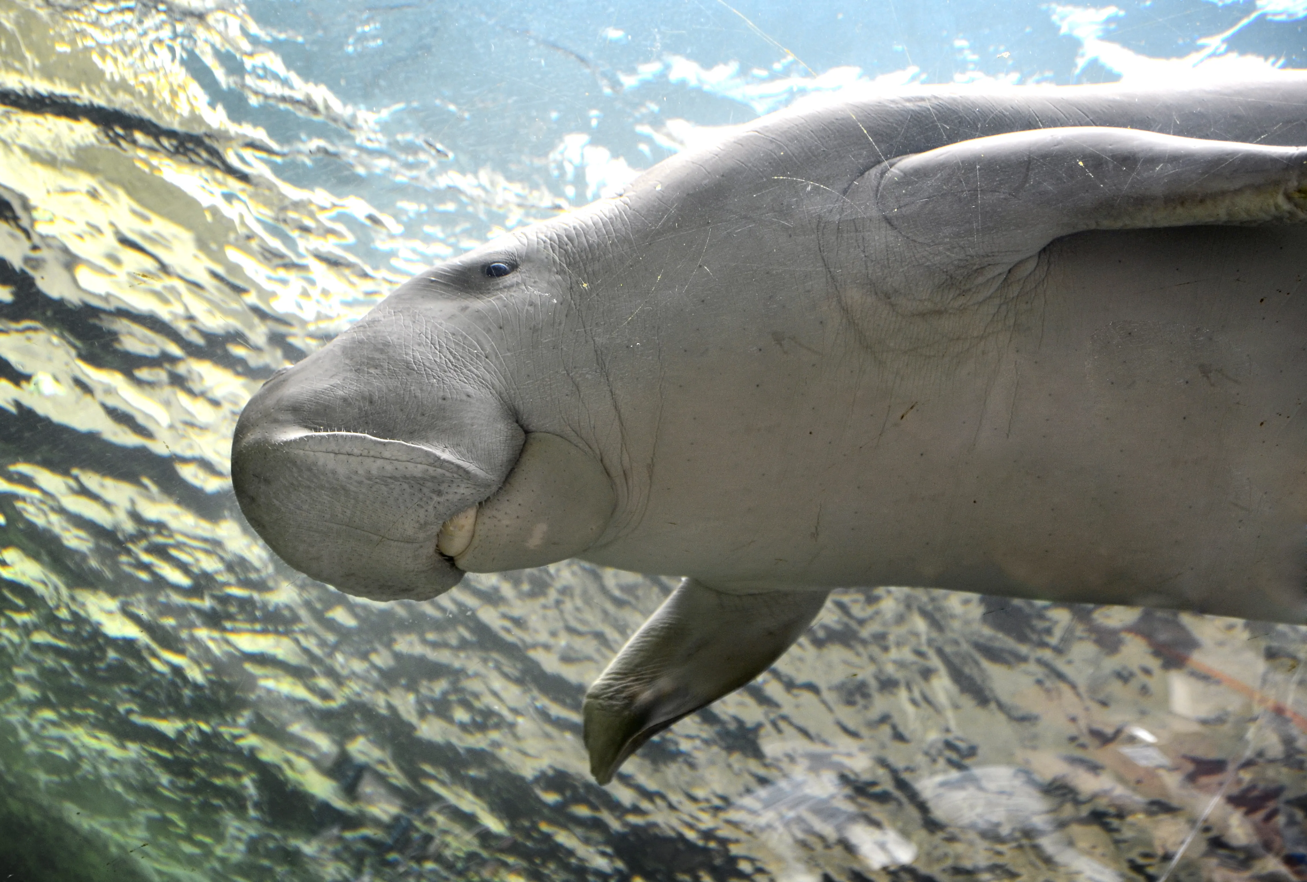 Pig Waving Hello From Dugong Island At SEA LIFE Sydney Aquarium