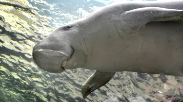 Pig Waving Hello From Dugong Island At SEA LIFE Sydney Aquarium
