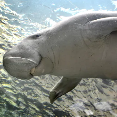 Pig Waving Hello From Dugong Island At SEA LIFE Sydney Aquarium